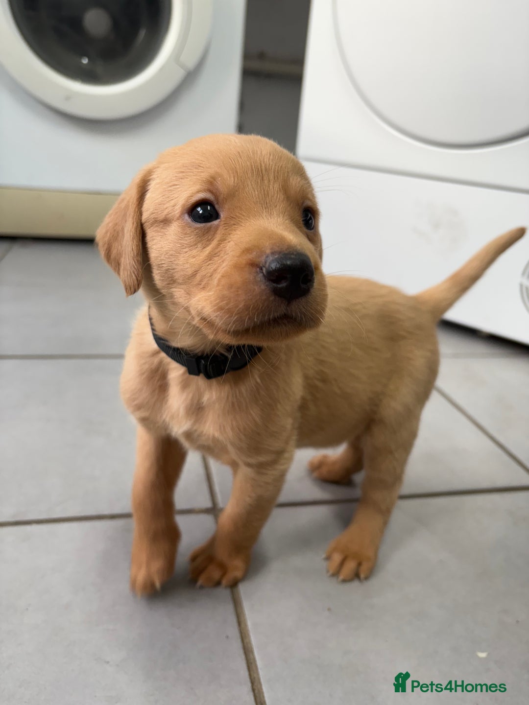 Labrador Retriever dogs for sale: Most Beautiful litter of KC Reg Fox Labradors - Advert 16