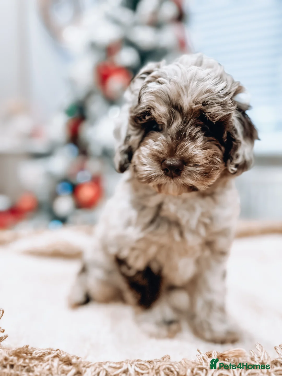 Toy Poodle dogs for stud: Stunning KC None fading Chocolate Phantom stud in Rickmansworth - Advert 14