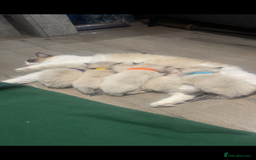 Ragdoll cats for sale: Stunning Pure breed ragdoll kittens  - Advert 8