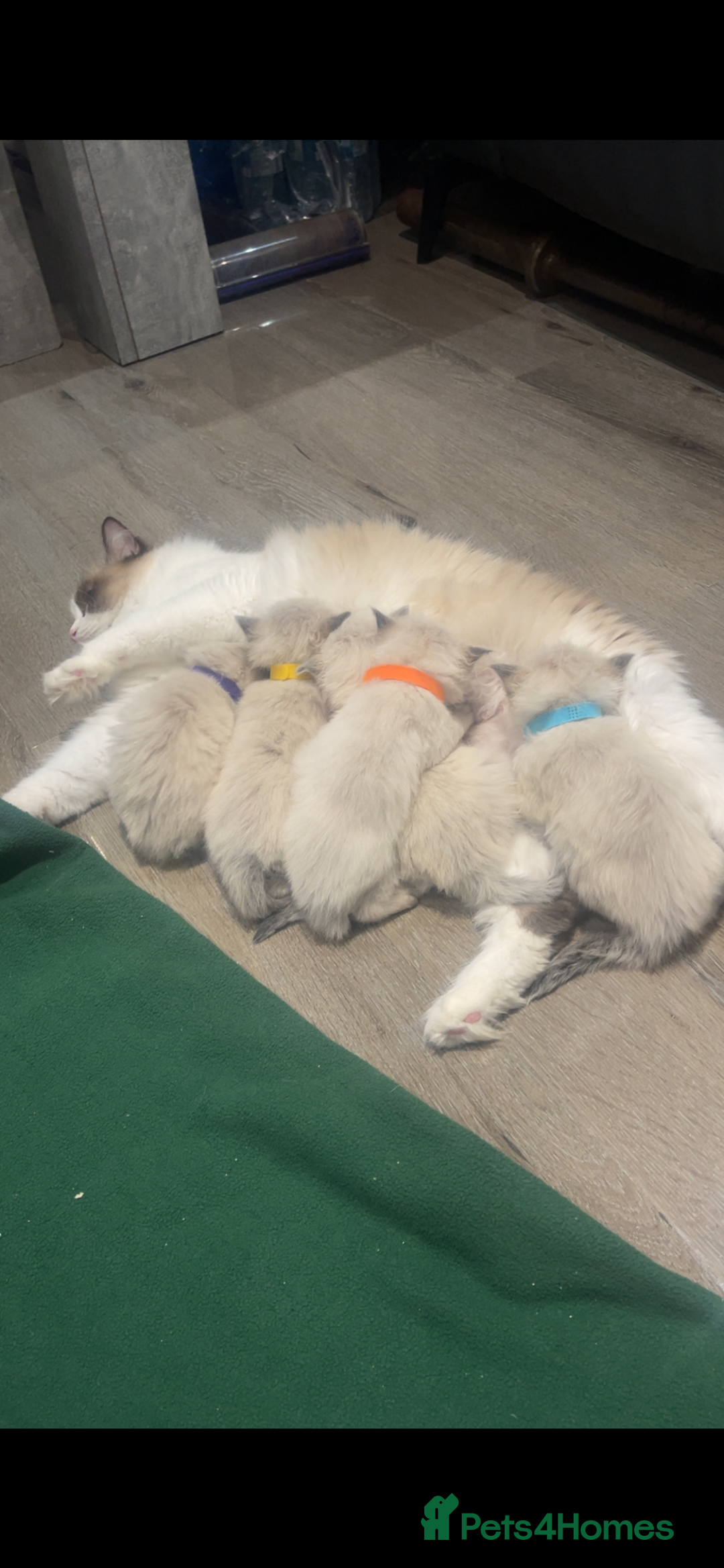 Ragdoll cats for sale: Stunning Pure breed ragdoll kittens  - Advert 8