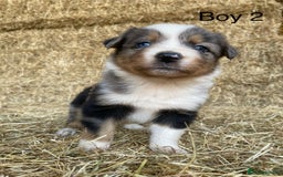 Border Collie dogs for sale: Adorable Border Collie Puppies for sale  - Image 3
