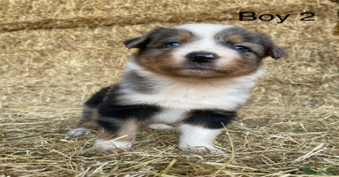 Border Collie dogs - Advert 3