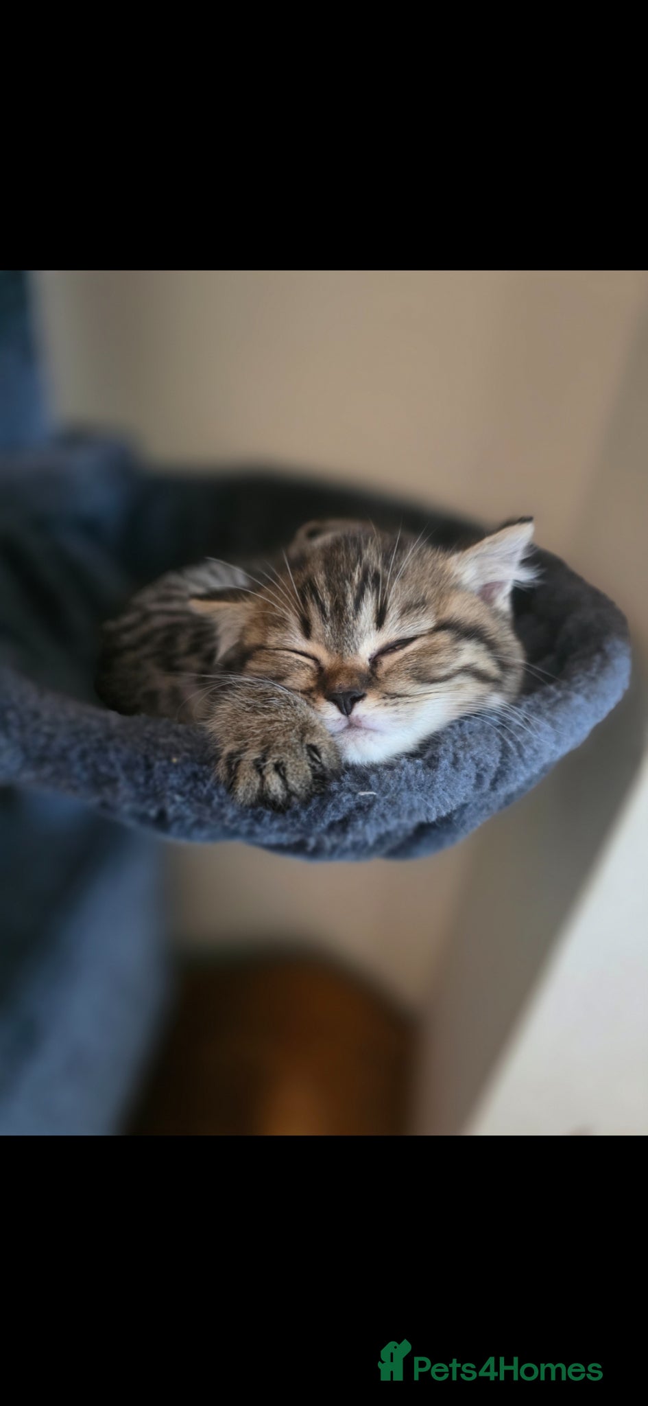 Scottish Fold cats Scotish straight  - Advert 1