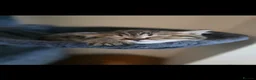 Scottish Fold cats for sale: Scotish straight  - Advert 1