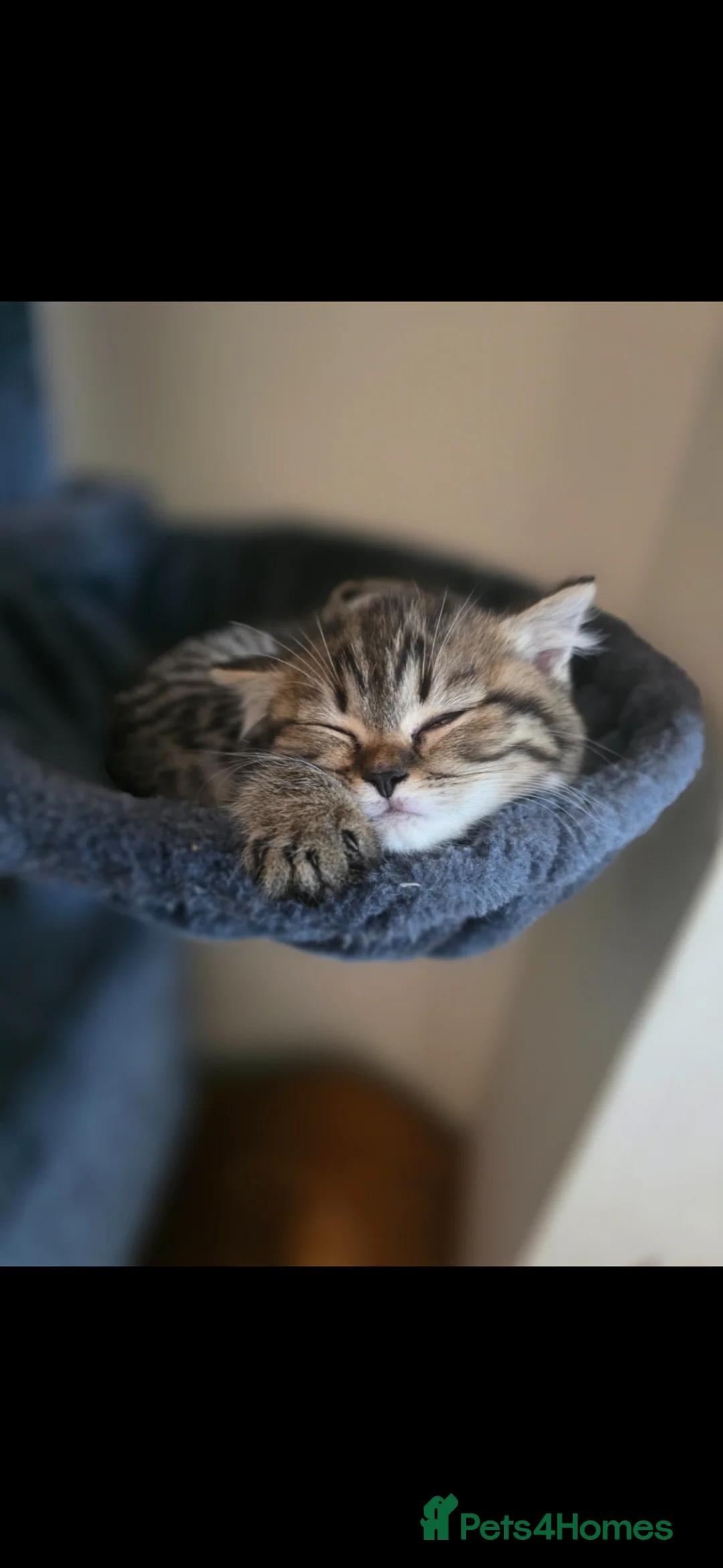 Scottish Fold cats for sale: Scotish straight  - Advert 1