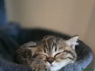 Scottish Fold cats Scotish straight - Advert 1