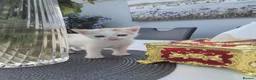 Mixed Breed cats for sale: 1 female 3 male cute kittens for sale - Advert 8