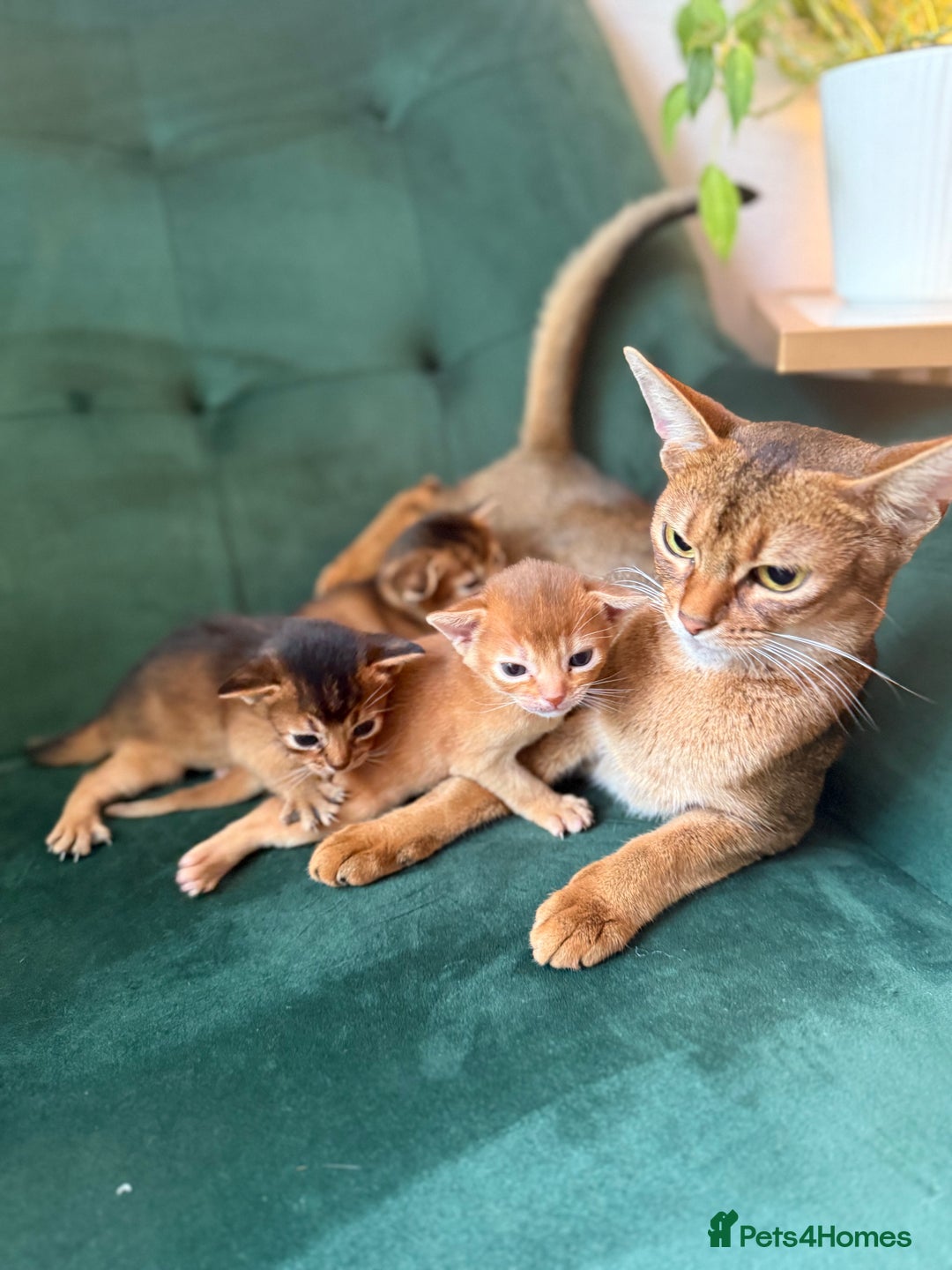 Abyssinian cats for sale: Abyssinian Kitten Boy Tica Show Quality  - Advert 5