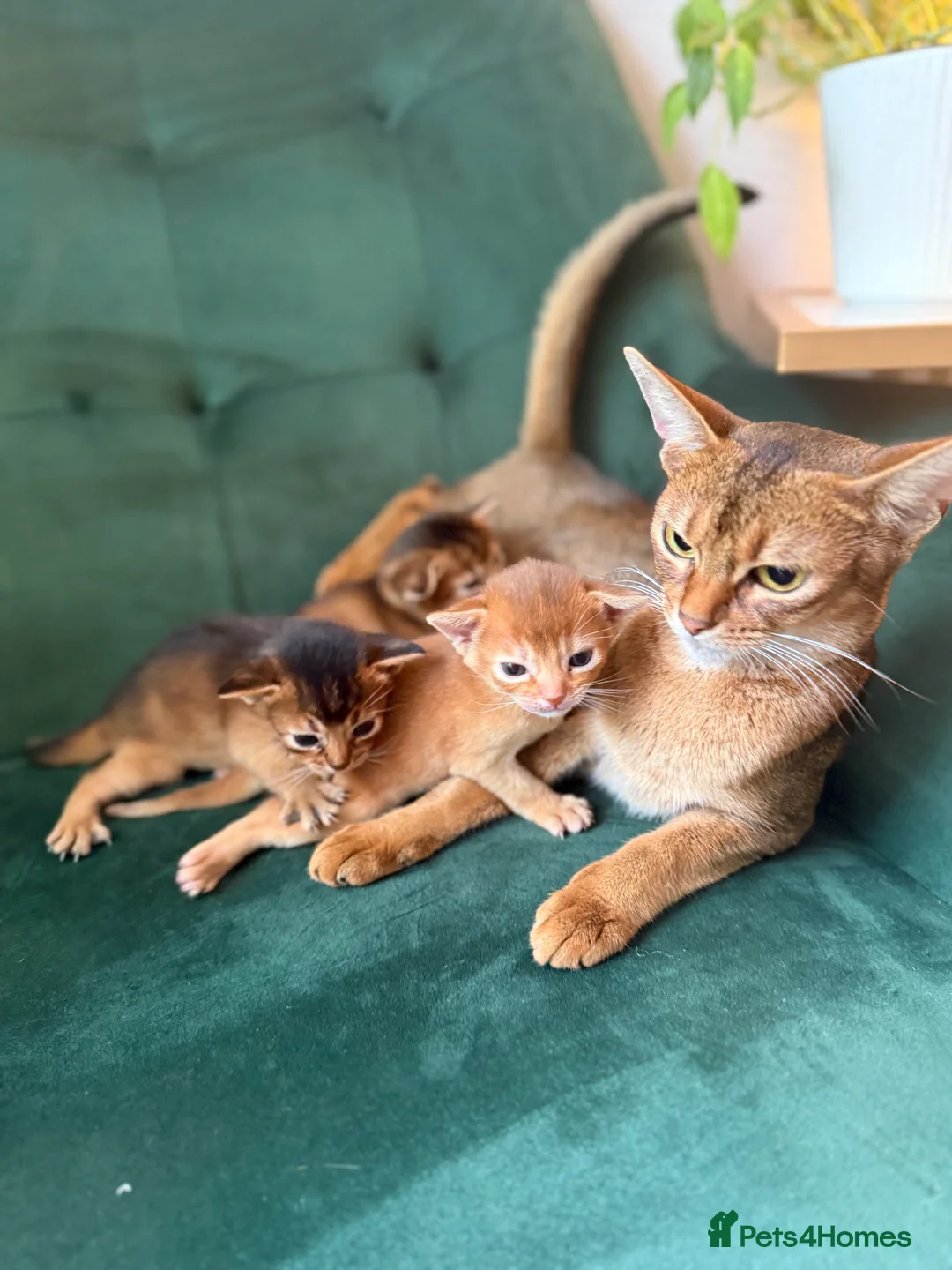Abyssinian cats for sale: Abyssinian Kitten Boy and girl Tica Show Quality  - Advert 8