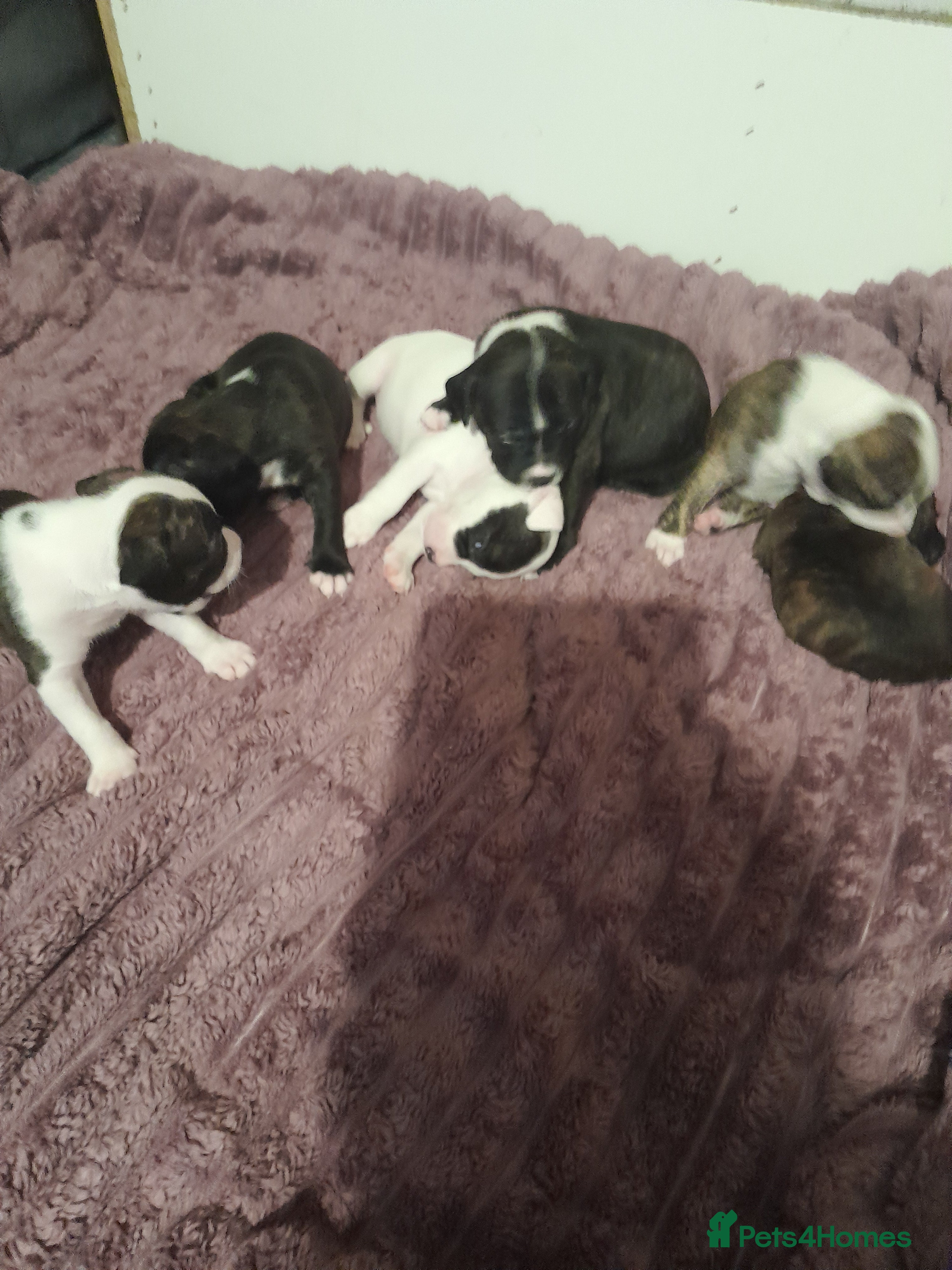 Staffordshire Bull Terrier dogs Staffordshire bull terrier puppies - Advert 1