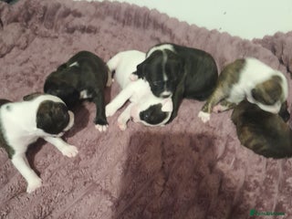 Staffordshire Bull Terrier dogs Staffordshire bull terrier puppies - Advert 1