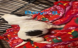 English Springer Spaniel dogs for sale: Beautiful litter of 11 springer spaniel puppies  - Advert 21