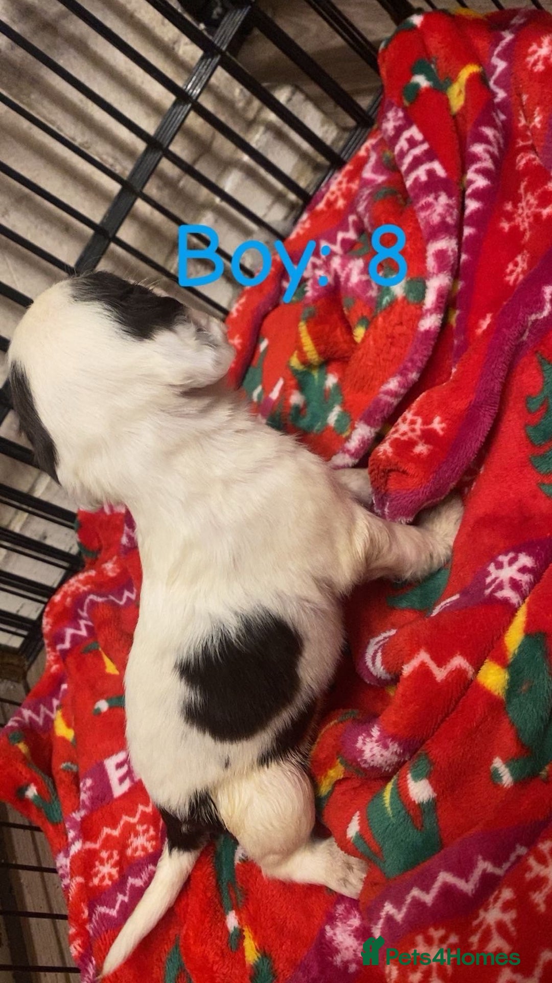 English Springer Spaniel dogs for sale: Beautiful litter of 11 springer spaniel puppies  - Advert 21