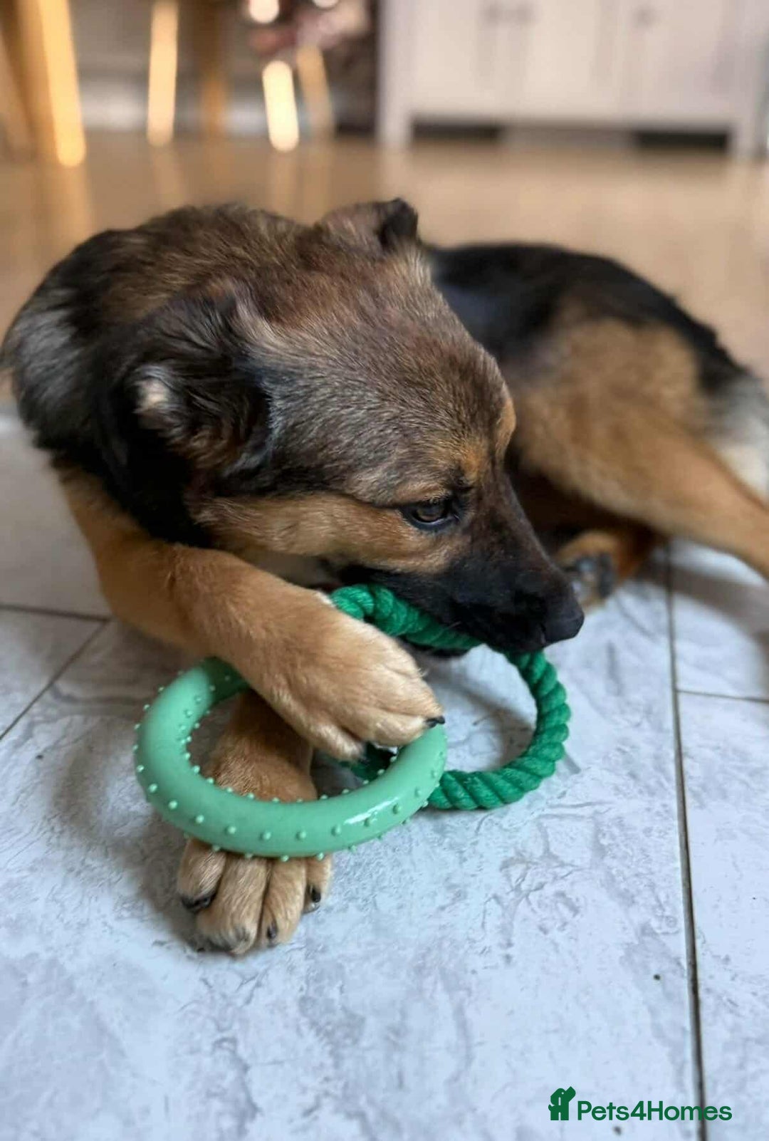 Mixed Breed dogs for adoption: BONNIE (Pup) - Advert 2