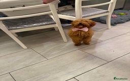 Miniature Poodle dogs for sale: 🐶 Toy/Miniature Poodle Puppies! 🐾 - Image 7