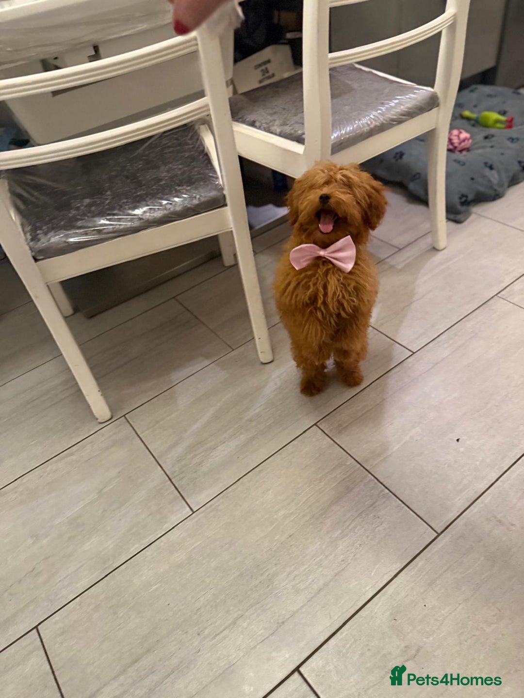 Miniature Poodle dogs for sale: 🐶 Toy/Miniature Poodle Puppies! 🐾 - Image 7