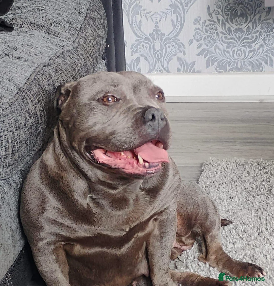Staffordshire Bull Terrier dogs for sale: Chunky blue staffys  in West Bromwich - Advert 2