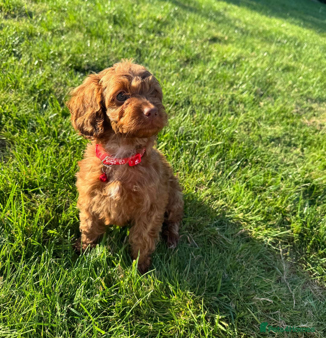 Cockapoo dogs for sale: Stunning Fox Red f1 cockapoo puppies  - Image 20