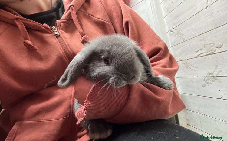 Dwarf Lop rabbits - Advert 3