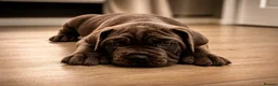 Cane Corso dogs for sale: Brutus(X-Man) World Winner line Cane Corso Puppies - Advert 33