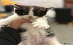 Mixed Breed cats for sale: THREE BLACK KITTENS AVAILABLE  - Image 8