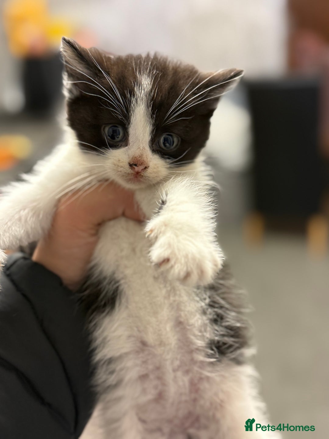 Mixed Breed cats for sale: THREE BLACK KITTENS AVAILABLE  - Image 8