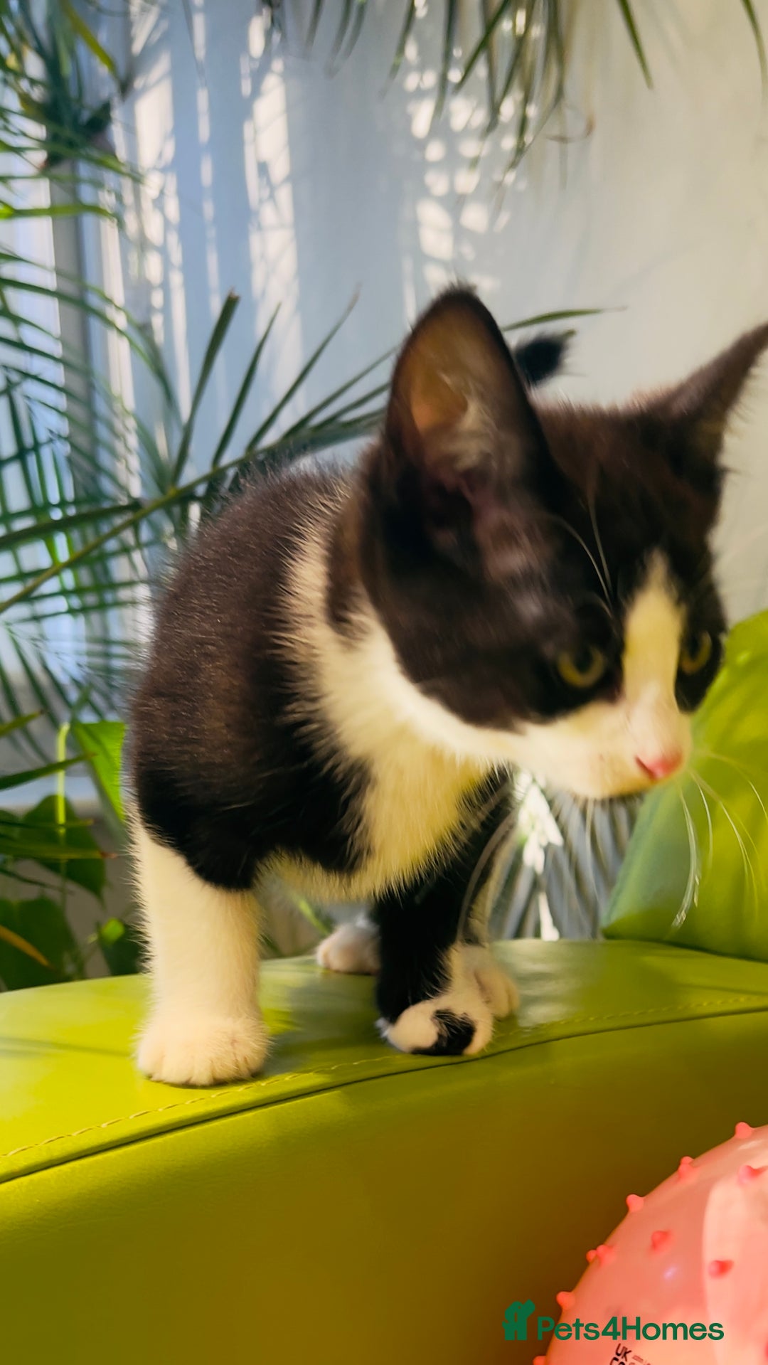 Mixed Breed cats for sale: Wonderful ,healthy clever village Kittens for sale - Advert 28