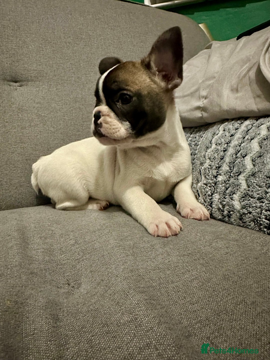 French Bulldog dogs for sale: Bolek the French bulldog for sale  - Advert 5