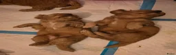 Cockapoo dogs for sale: Cockapoo puppy's from health checked parents - Advert 4