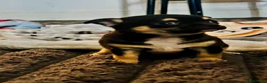 Chihuahua 1