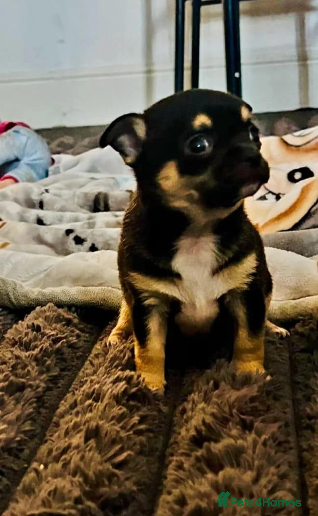 Chihuahua dogs for sale: Chihuahua puppy's for sale - Advert 10