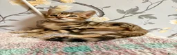 Bengal cats for sale: *READY NOW* Bengal Kittens - Advert 26