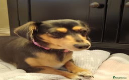 Dachshund dogs for sale: Dashhund for sale female - Image 1