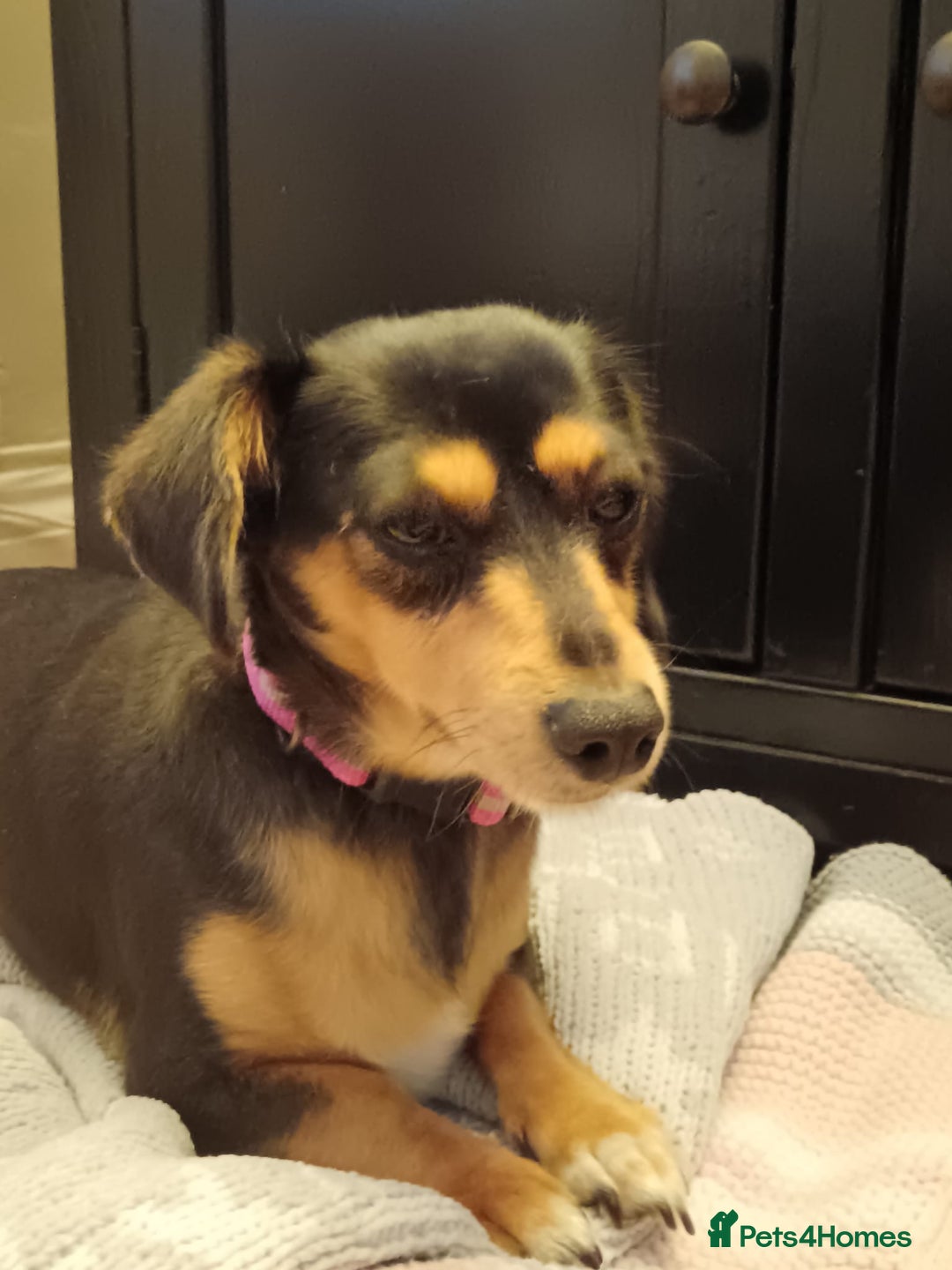 Dachshund dogs for sale: Dashhund for sale female - Image 1