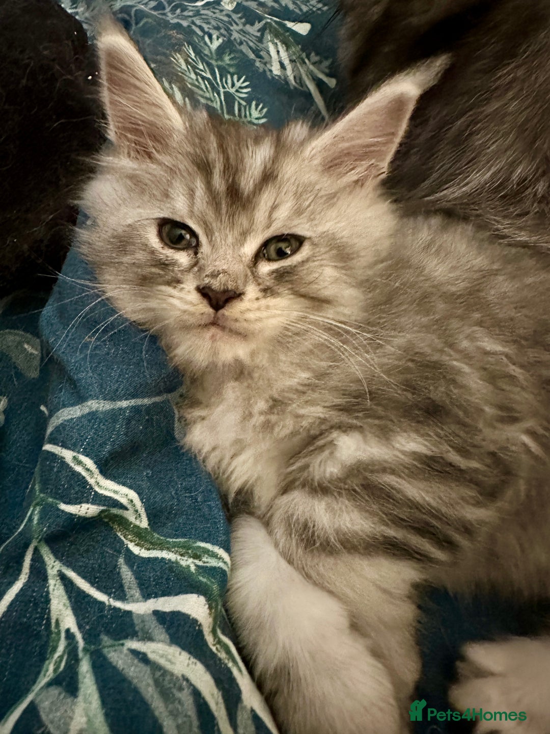 Maine Coon cats for sale: Purebred Maine Coon Stunning Kittens - Advert 3