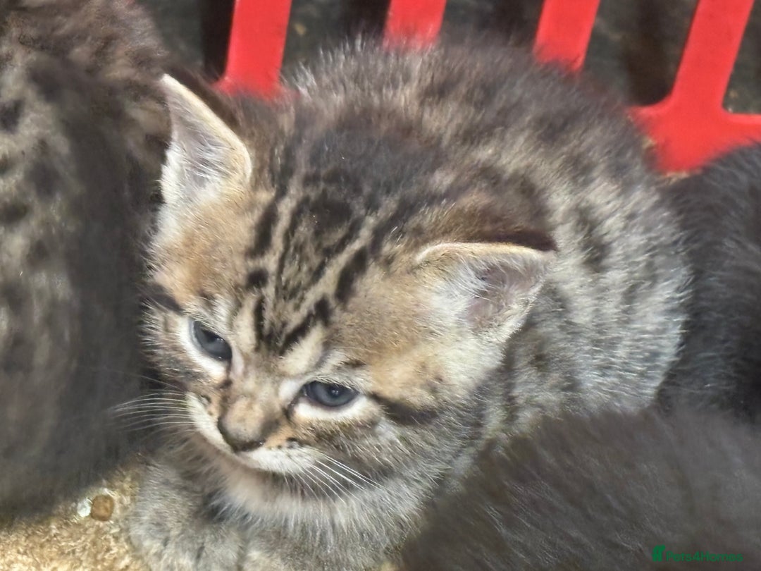 Mixed Breed cats for sale: Bombay x Bengal kittens  - Image 2