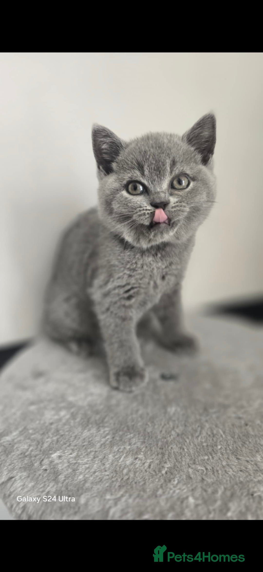 British Shorthair cats for sale: Top Quality GCCF British Shorthair Kittens!  - Image 4