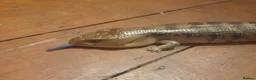 Skink reptiles for sale: Northern blue tongued skink (female) + setup - Advert 4