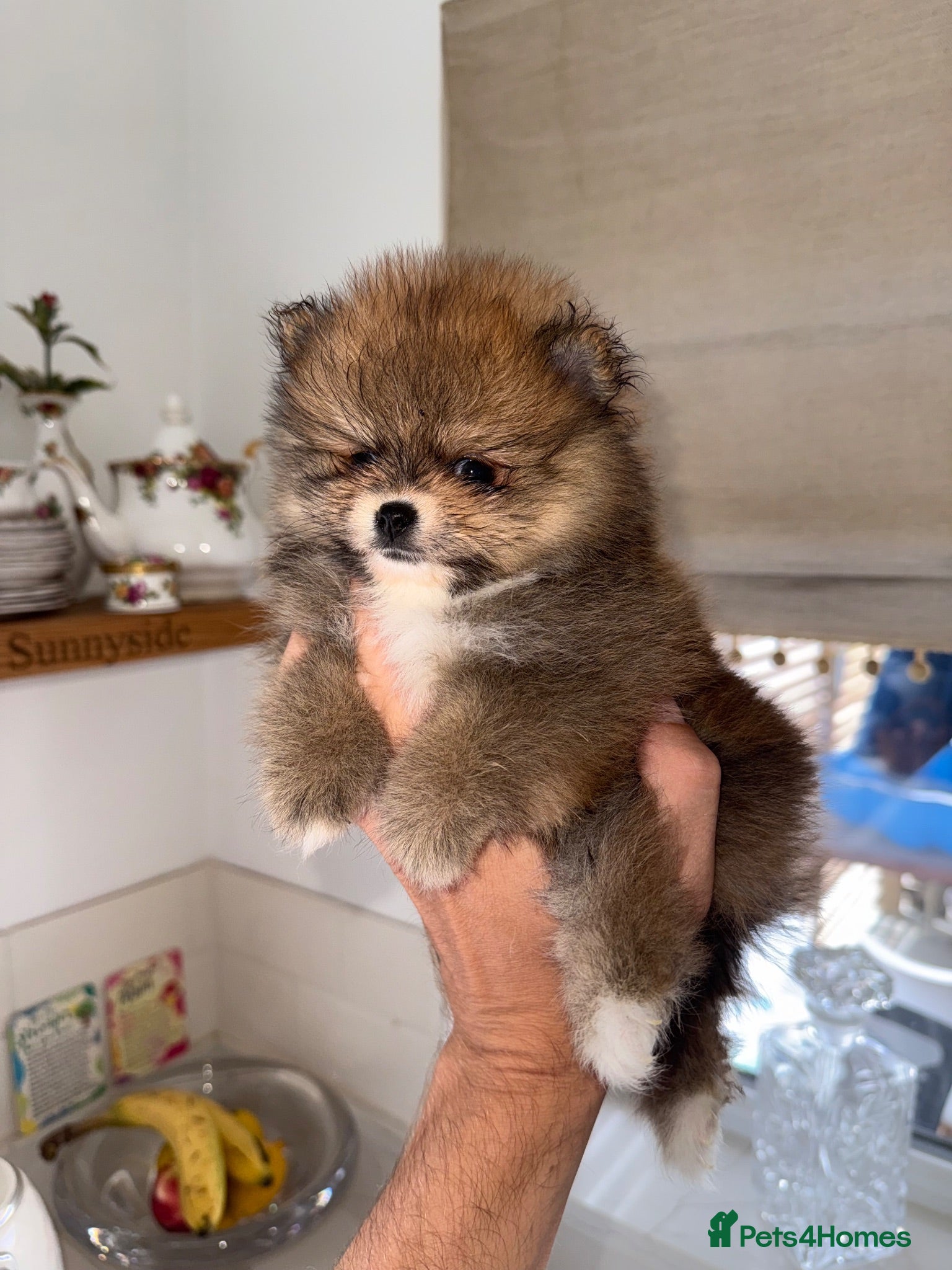 Pomeranian dogs Tiny Russian Teddy Pomeranians  - Advert 10