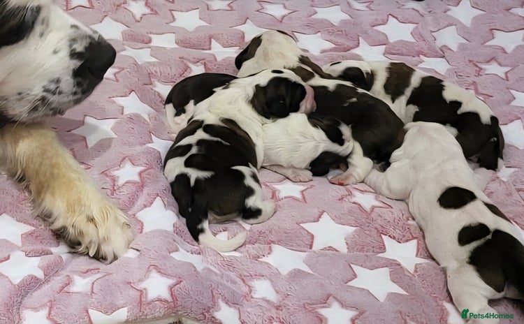 Saint Bernard dogs - Advert 16