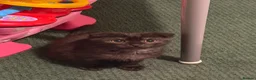 Mixed Breed cats for sale: £100‼️Rare Ghost Colour BSH&SCOTTISHFOLD Male - Advert 9