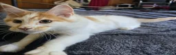 Maine Coon cats for sale: Maincoon boy  - Advert 3