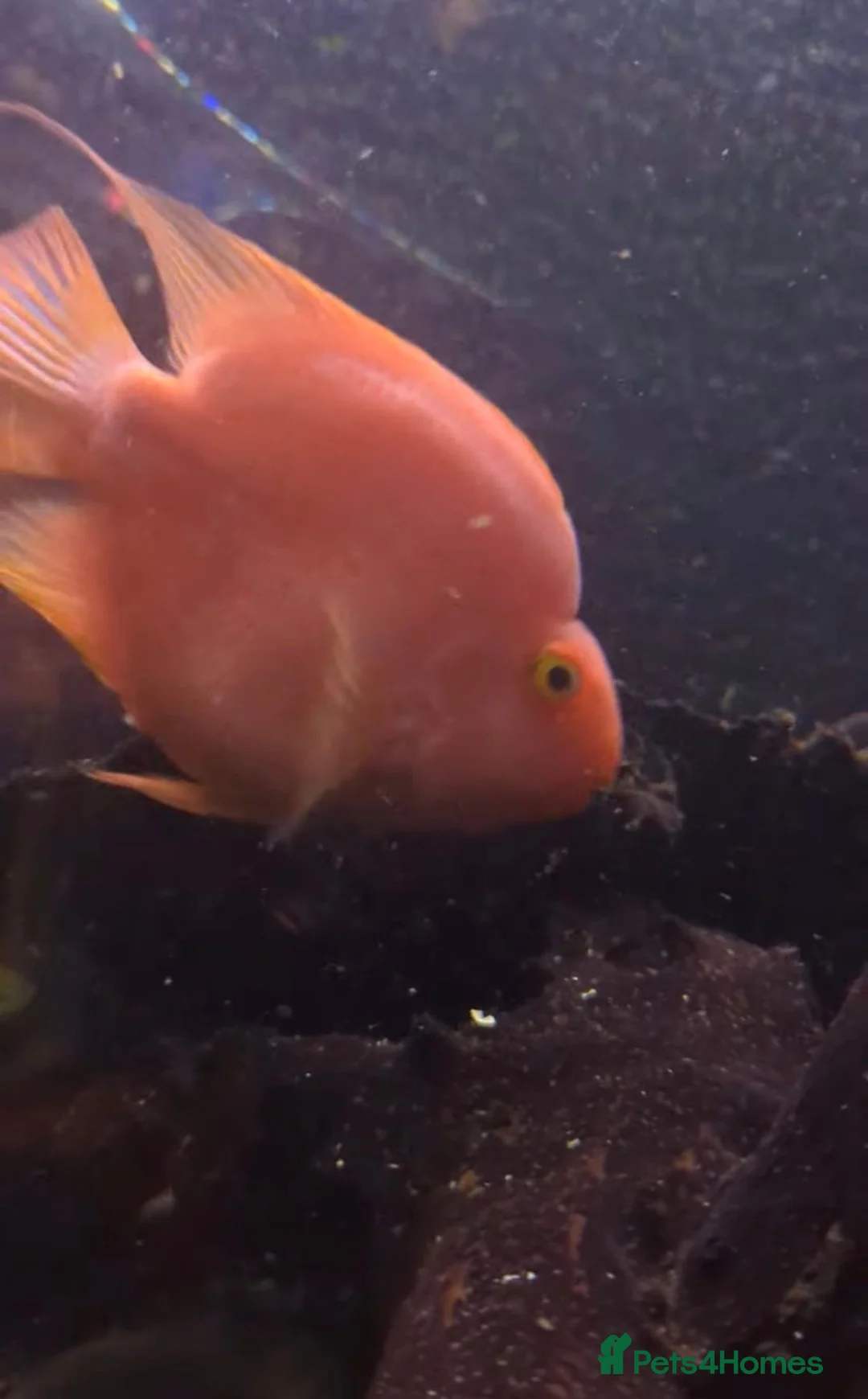 Other/Mixed Breed fish for sale: Mixture of fish for sale - Advert 2