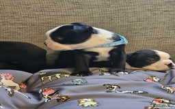 Boston Terrier dogs for sale: Boston Terrier 5* puppies - Image 20