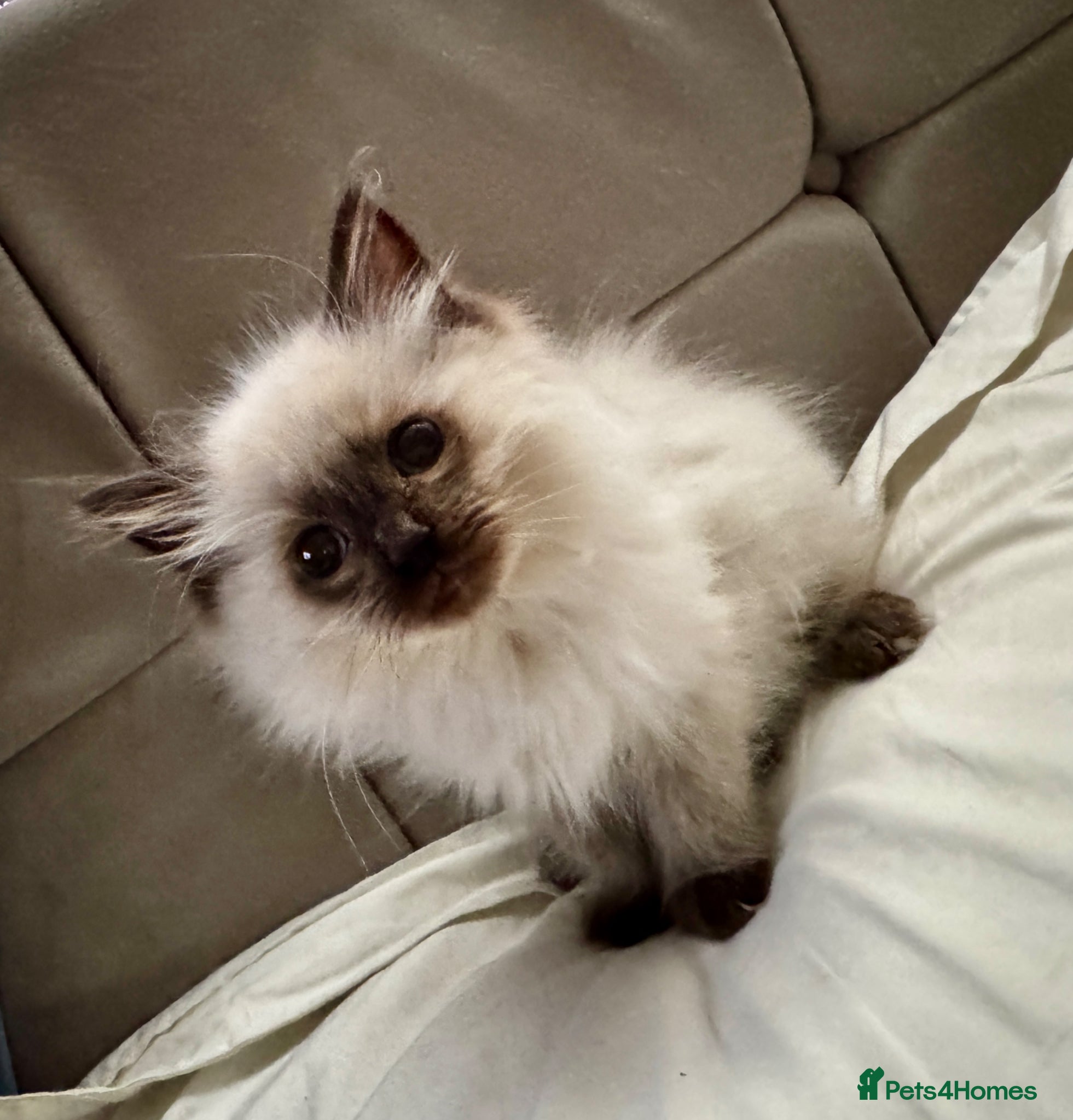 Ragdoll cats Beautiful Pure Ragdoll kittens vacs/mchipped  - Advert 2