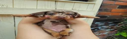 Dachshund dogs for sale: DACHSUND PUPPIES LOOKING FOR NEW HOMES🏠🩷💙 in Bolton - Advert 3