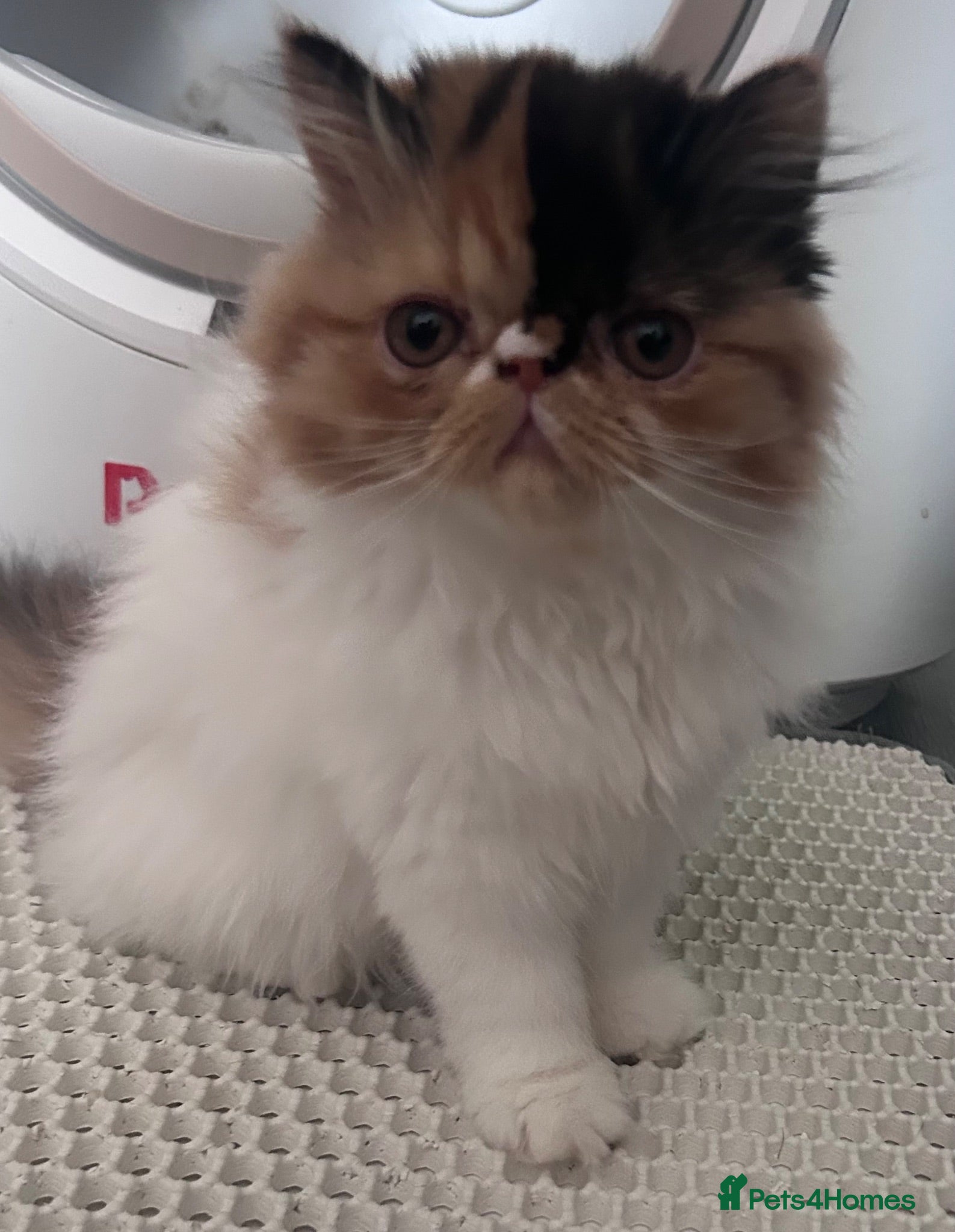 Persian cats  2 beautiful girls left Persian REDUCED £ - Advert 1