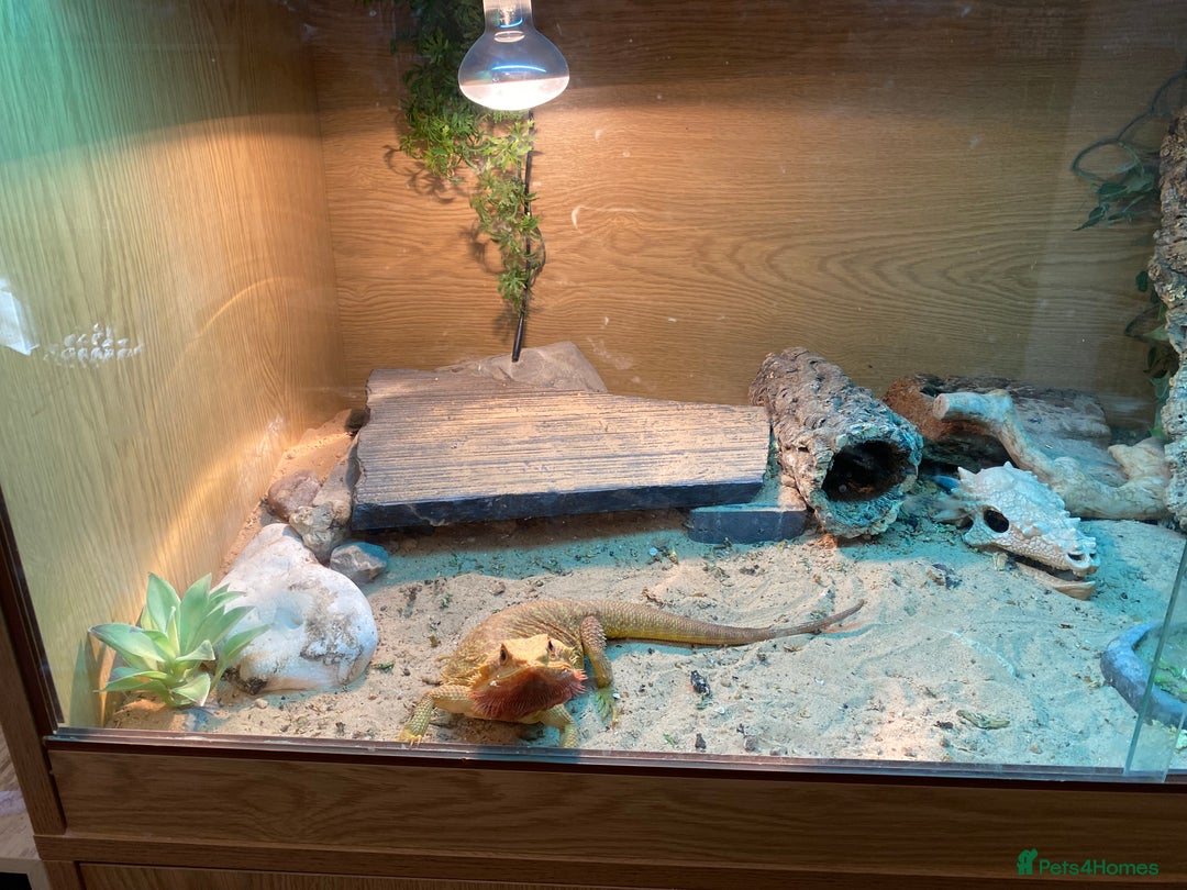 Bearded Dragon reptiles for sale: Bearded Dragon - Image 2