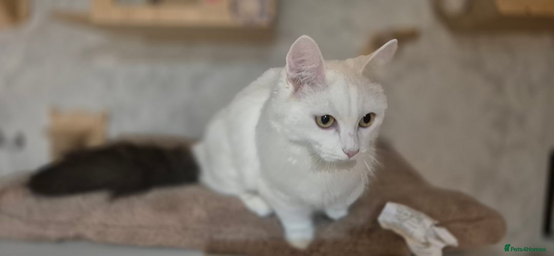 Munchkin cats for sale: Pedigree Munchkin kittens  - Image 24