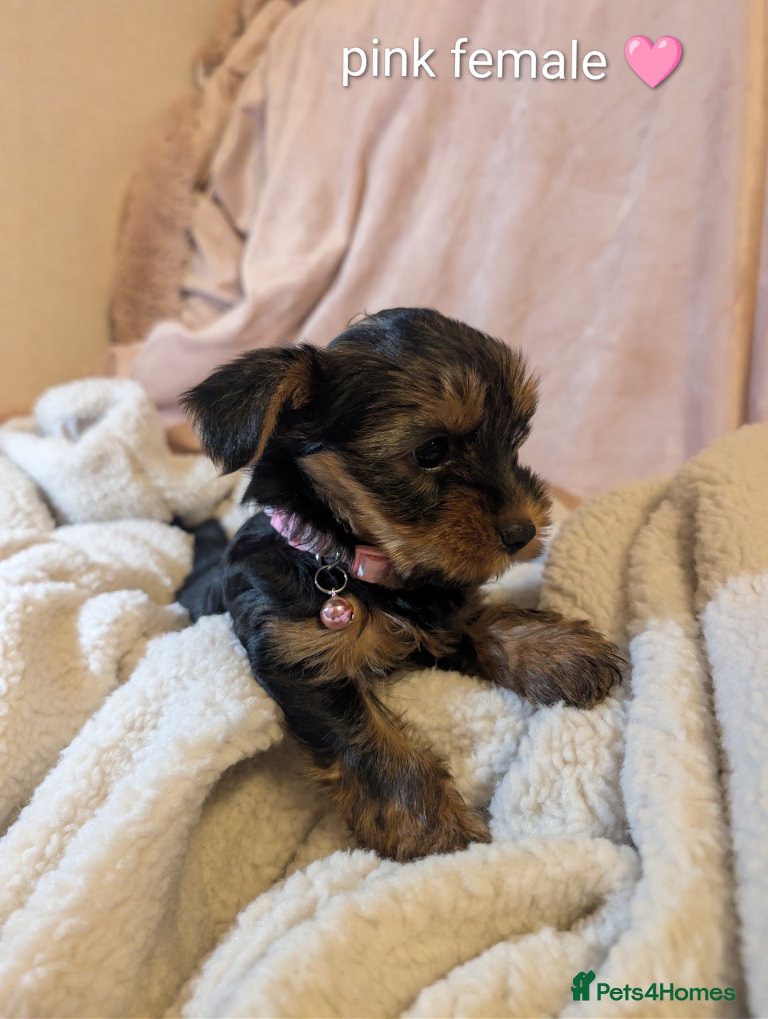 Yorkshire Terrier dogs for sale: Yorkshire Terriers ready for new home  - Advert 9